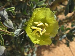 Monsonia spinosa, the yellow candle bush