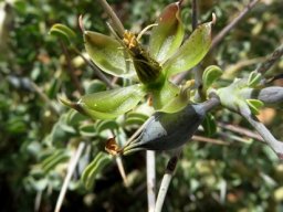 Monsonia spinosa  flower without corolla
