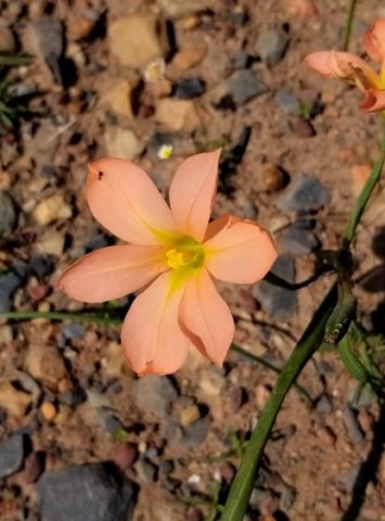 Moraea collina