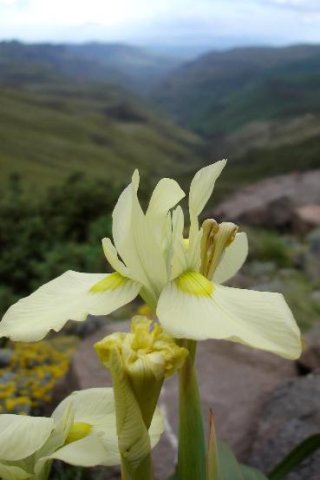 Moraea alticola flower