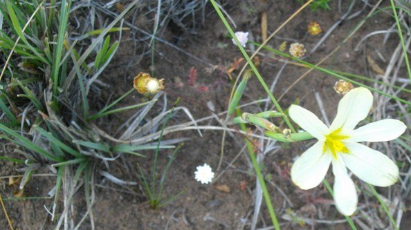 Moraea bulbillifera