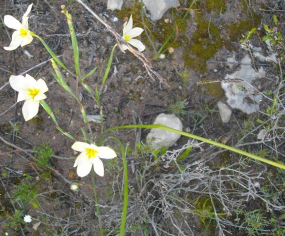 Moraea bulbillifera, the uintjiestulp