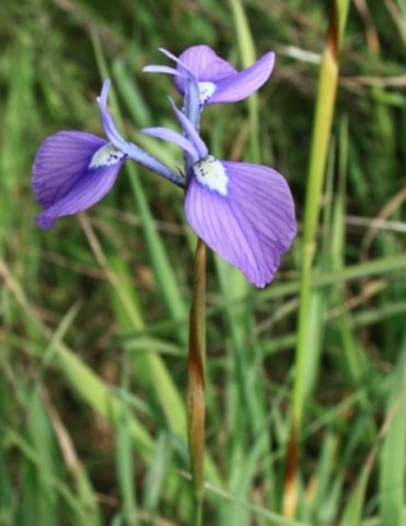 Moraea tripetala