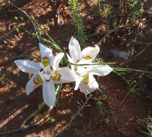Moraea falcifolia