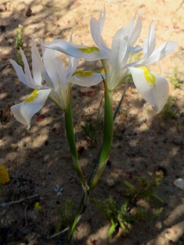 Moraea fugax flowering white