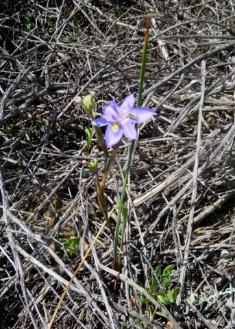 Moraea fugax delicate plant