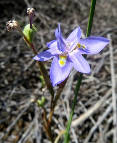 Moraea fugax flower and fruit