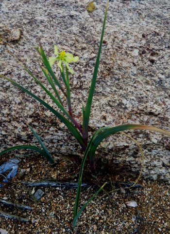 Moraea