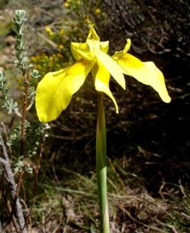 Moraea huttonii 