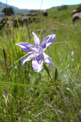 Moraea inclinata