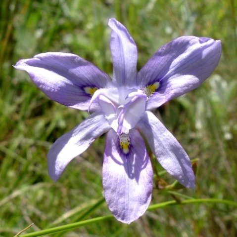 Moraea inclinata flower