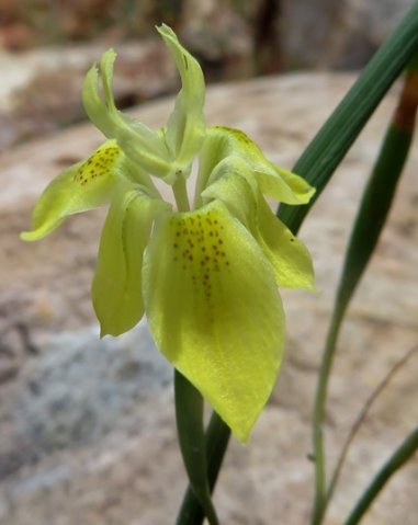 Moraea inconspicua flower