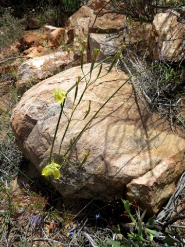 Moraea inconspicua