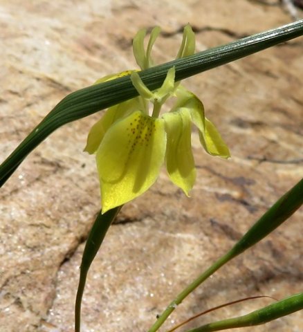 Moraea inconspicua leaf out of place