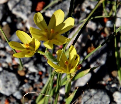 Moraea lewisiae subsp. secunda