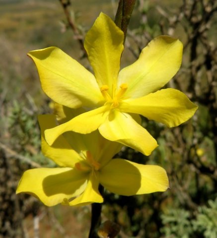 Moraea lewisiae subsp. lewisiae flowers