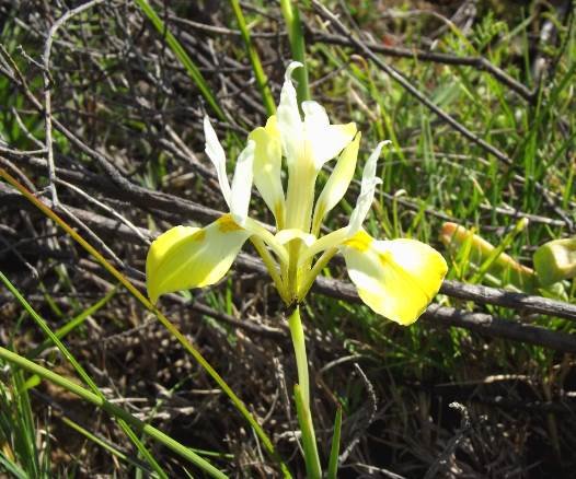 Moraea macronyx