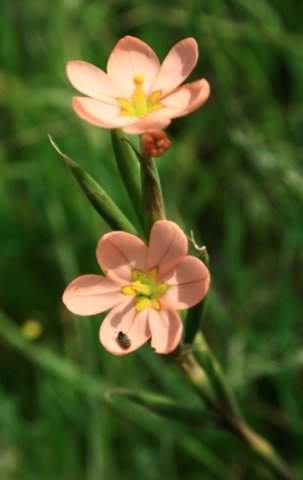 Moraea miniata