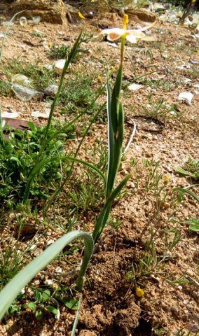 Moraea miniata leaves