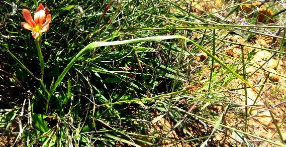 Moraea minor