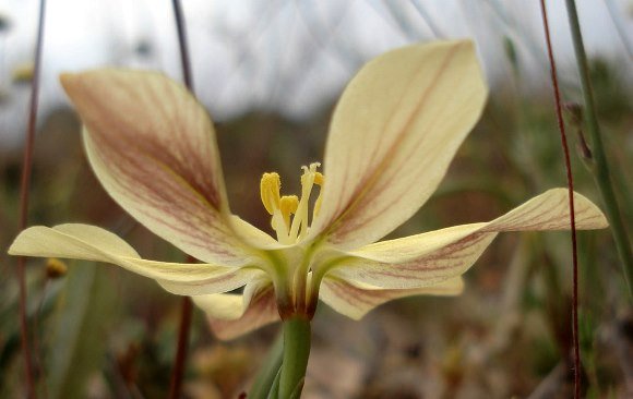 Moraea nana dark lined lower tepal surfaces