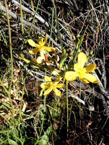 Moraea nana