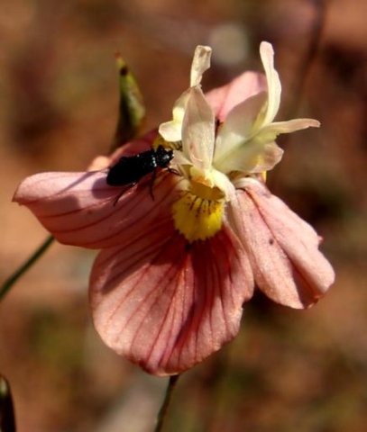 Moraea papilionacea