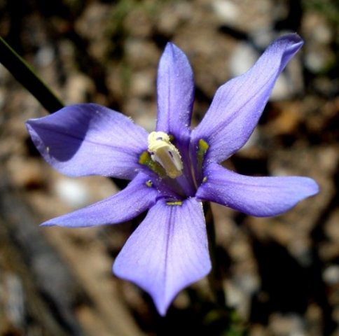 Moraea polyanthos