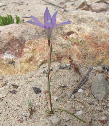 Moraea polyanthos slender plant