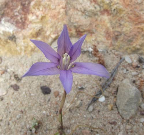 Moraea polyanthos posing a question