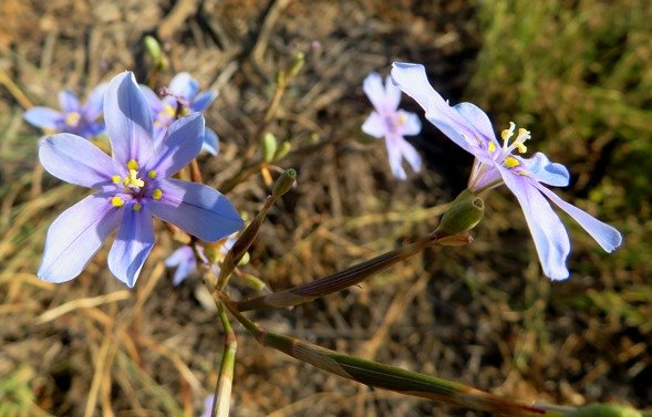 Moraea polyanthos angled branches