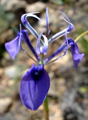 Moraea regalis flower