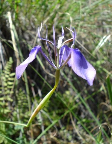 Moraea regalis green ovary central