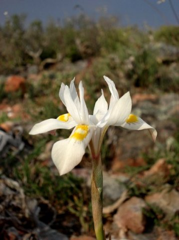 Moraea saxicola flower