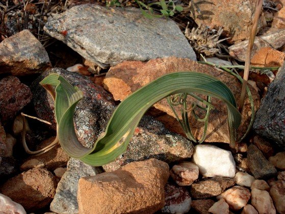 Moraea saxicola leaf
