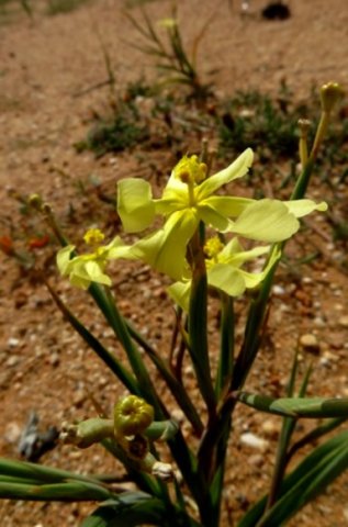 Moraea schlechteri green fruit