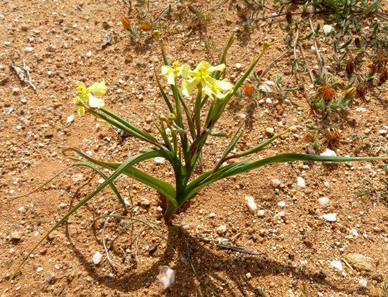 Moraea schlechteri