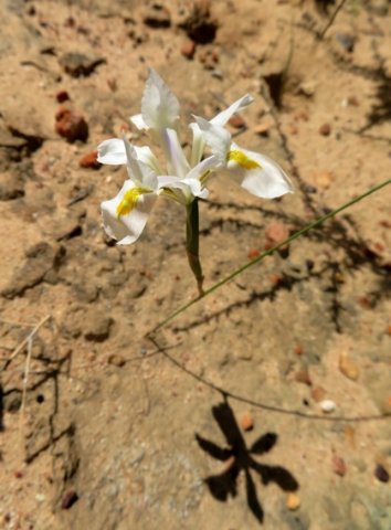 Moraea serpentina leafless but shadowed