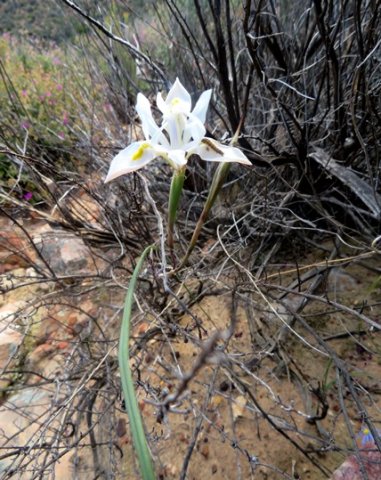 Moraea serpentina