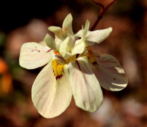 Moraea tricolor