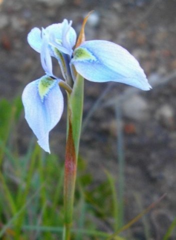 Moraea tripetala pointed spathes