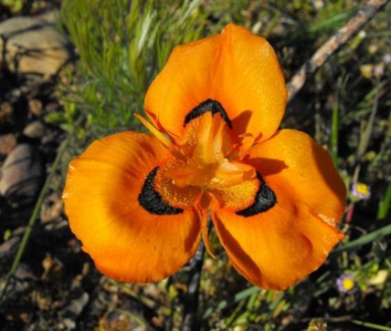Moraea villosa subsp. elandsmontana