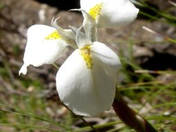 Moraea albicuspa flower