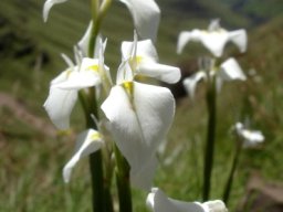Moraea albicuspa