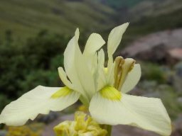 Moraea alticola flower