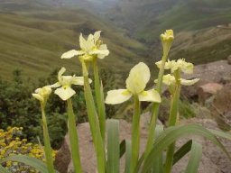 Moraea alticola 