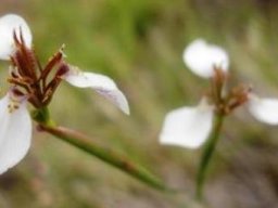 Moraea brevistyla