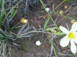 Moraea bulbillifera