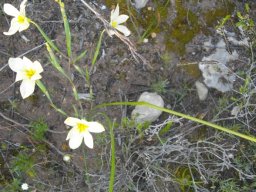 Moraea bulbillifera, the uintjiestulp