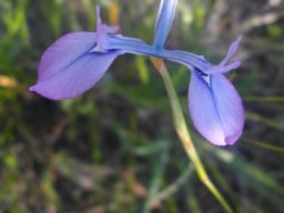 Moraea tripetala flower 